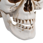 Yescom Halloween Skulls Life Size Skeleton Head 4ct/pk