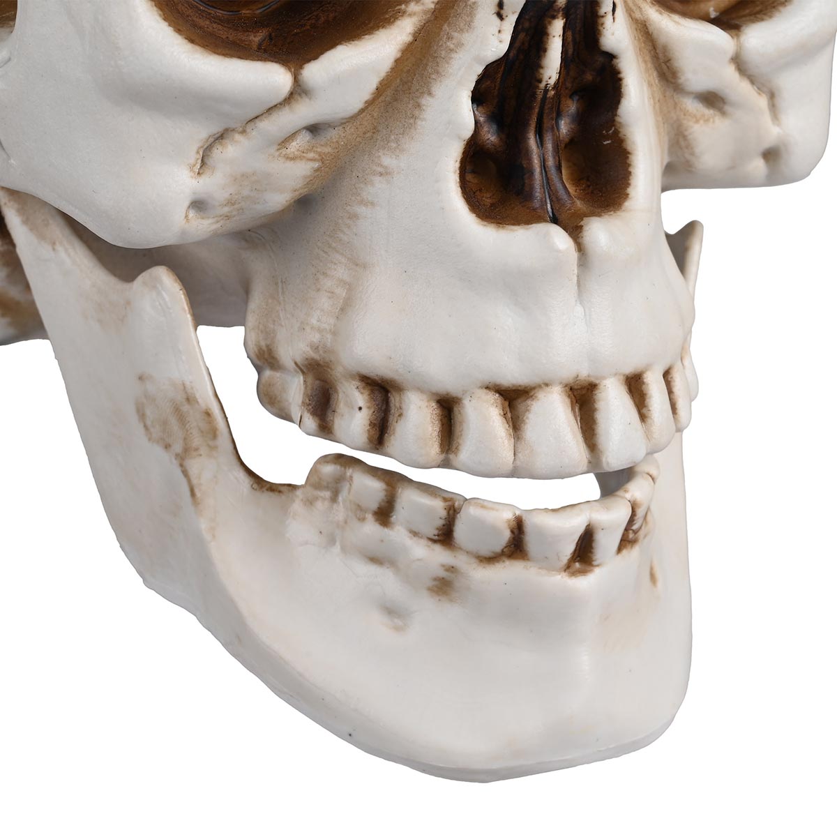 Yescom Halloween Skulls Life Size Skeleton Head 4ct/pk
