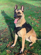 Artemis Dog Harness - No Pull No Tug No Choke Adjustable Breathable K-9
