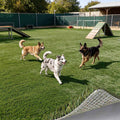 Yescom Commercial Artificial Turf for Pet Facility Runs 15'x Cut-to-Length