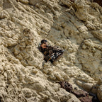 Eberlestock Freefall - Hunting and Travel Pack - Adjustability and Comfort